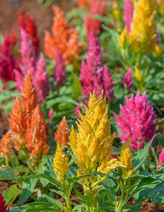 粉色的火烈鸟鸡冠花朵或园中的CelosiaArgentea植物图片