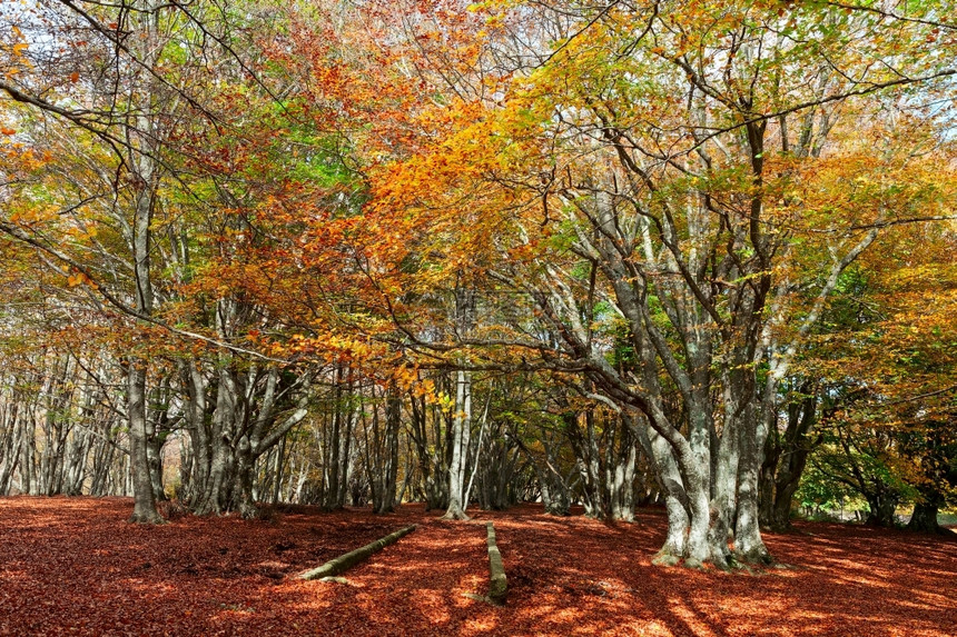 在意大利蒙蒂圣维基诺和坎菲托公园的树林里充满美妙和多彩的秋天蒙特太阳景观图片