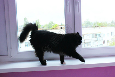 猫尾巴植物走在窗台上的黑猫走在窗台上的黑猫和美丽兰花鼻子黑色眼睛背景
