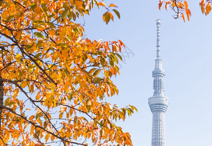 天际线在下面白公园树下的东京天花板方的东京天际树盛开图片
