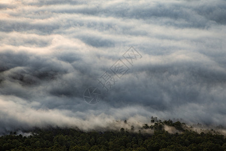 棉布一团含蓄雾在森林和树顶上像一股棉毛样的躺着图片