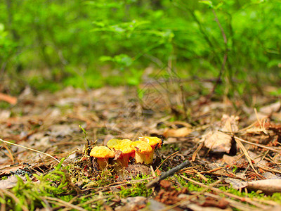菌丝体森林中的小鸡油菌5月发现的森林中小鸡油菌黄色叶子图片