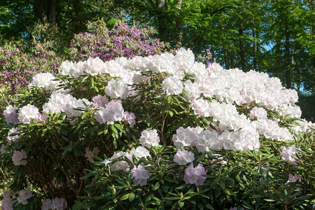 杜鹃花白色玫瑰杜鹃花树与白的杜鹃树在森林里颜色灌木背景