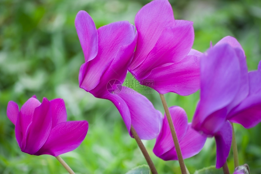 粉色的美丽盛开紫色环球花朵仙客来图片