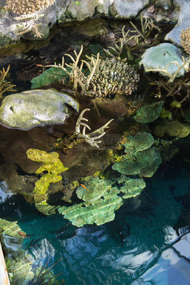 海珊瑚明亮的水生植物和小沼泽中的泡图片