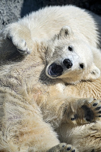 年轻的肉食动物小北极熊幼在妈的背上休息孩子图片
