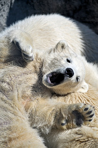 哺乳动物小北极熊幼在妈的背上休息爪子野生动物图片