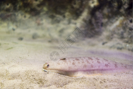生活自然海鱼在水底生物中观测到海鱼在哪里图片
