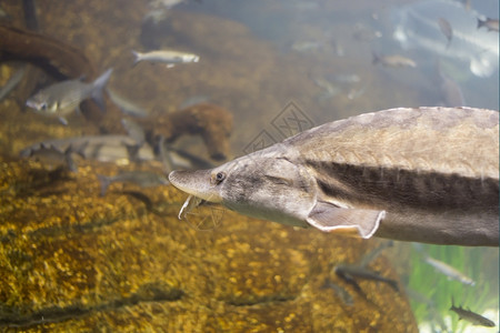 野生动物自然深的海鱼在水底生物中观测到海鱼图片