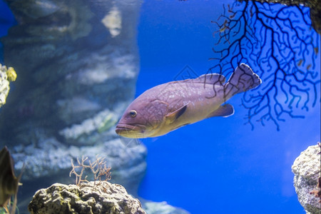 海洋鱼在水底生物中观测到海鱼深的生物学图片