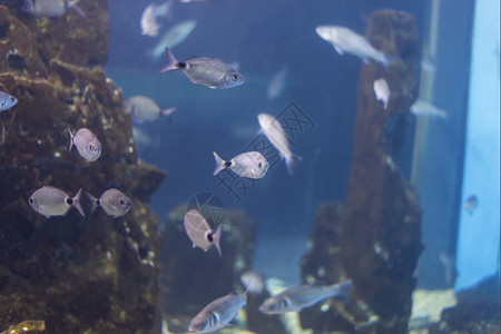 海鱼在水底生物中观测到海鱼野生动物观测到的学图片