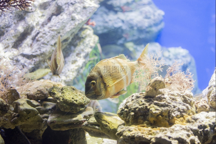 生物学观测到的海洋鱼在水底生物中观测到海鱼图片