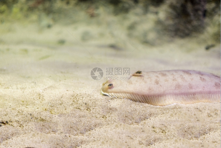 珊瑚海洋水族馆鱼在底生物中观测到海鱼图片