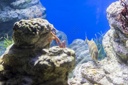 海鱼在水底生物中观测到海鱼颜色柔软的潜水图片