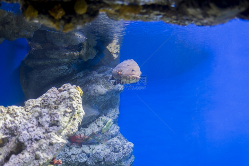 丰富多彩的海鱼在水底生物中观测到海鱼底珊瑚图片