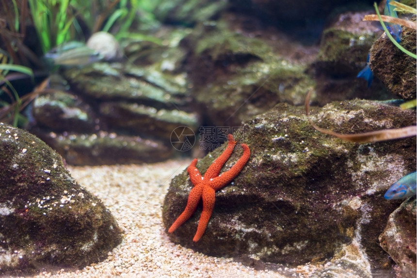 海鱼在水底生物中观测到海鱼深度夏天放松图片