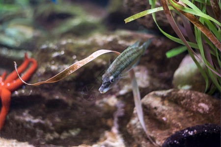 地中海式洋动物群鱼在水底生物中观测到海鱼图片