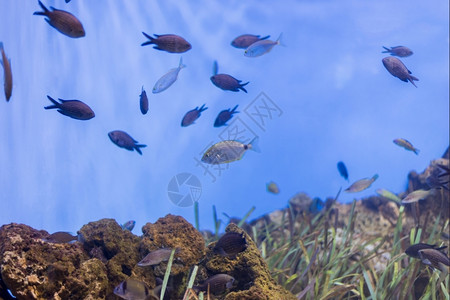 海鱼在水底生物中观测到海鱼底部地中式图片