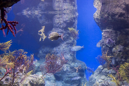 海鱼在水底生物中观测到海鱼底部的丰富多彩图片