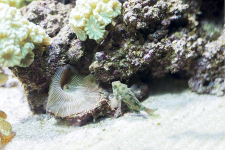 海鱼在水底生物中观测到海鱼珊瑚柔软的丰富多彩图片
