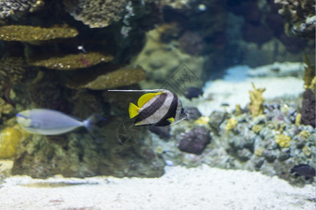 潜水蓝色的放松海鱼在水底生物中观测到海鱼图片