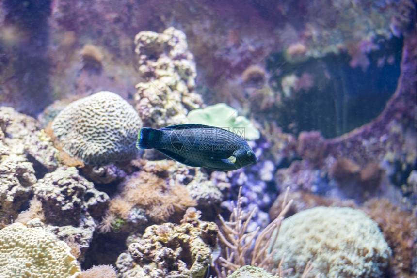 海底生物学鱼在水底生物中观测到海鱼深的图片