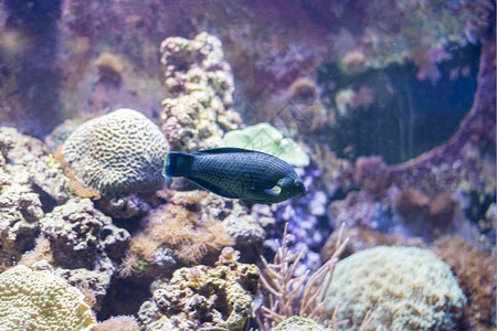 海底生物学鱼在水底生物中观测到海鱼深的图片