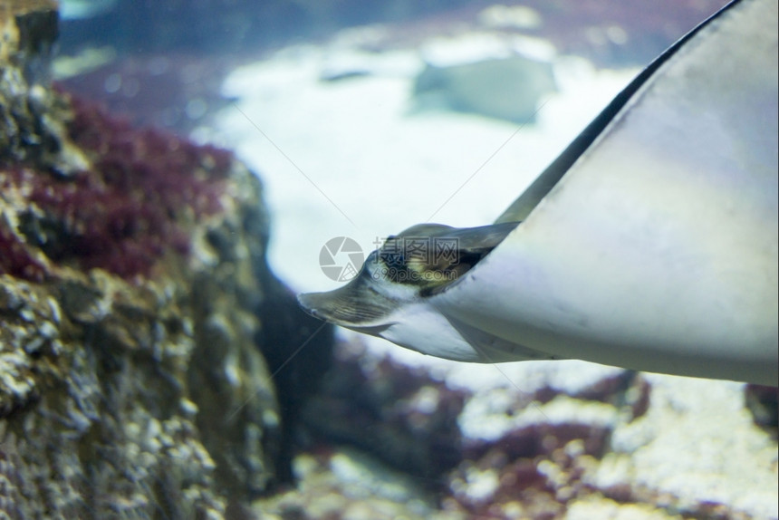 异国情调海鱼在水底生物中观测到海鱼底部水下图片