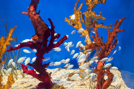 水下海洋鱼在底生物中观测到海鱼夏天图片