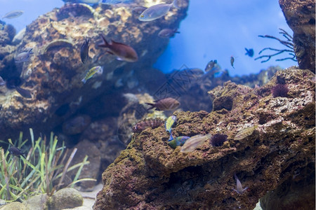 生物学丰富多彩的海鱼在水底生物中观测到海鱼动物图片