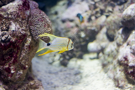 深的海鱼在水底生物中观测到海鱼生活洋图片