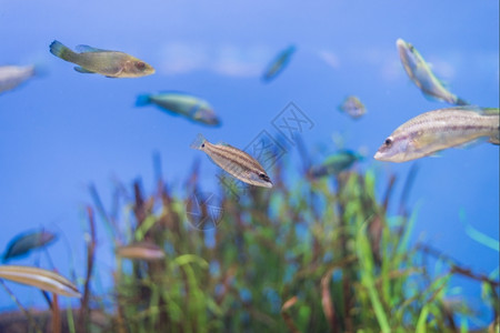 深的海鱼在水底生物中观测到海鱼蓝色的底部图片