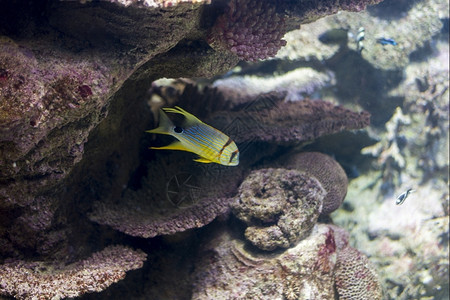 植物荒野海鱼在水底生物中观测到海鱼自然图片
