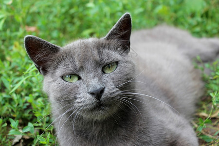 动物青草中的暹驼猫图像美丽单身图片