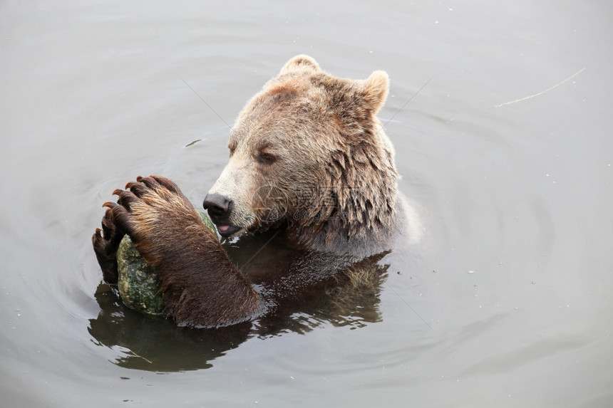 泰迪熊棕用石头在水中玩耍森林可爱的图片