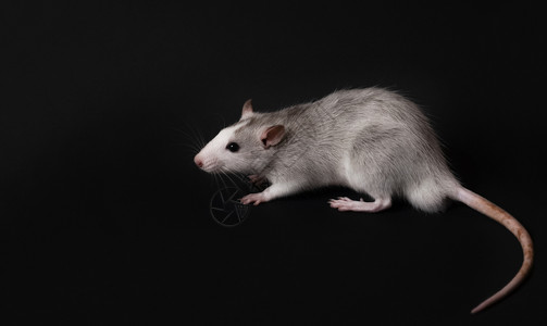 老鼠幼崽灰色的黑暗的图片素材