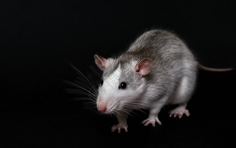 老鼠幼崽哺乳动物年轻的图片素材