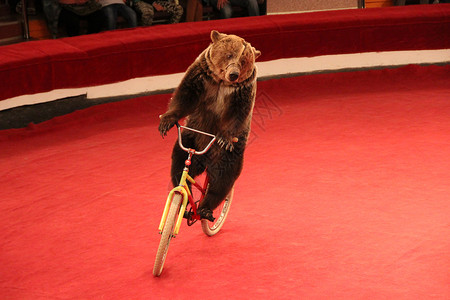 熊表演训练有素的熊在马戏团骑自行车在马戏团骑自行车有趣的熊骑自行车在马戏团竞技场周围与训练有素的熊一起在马戏团表演训练有素的熊在马戏团背景