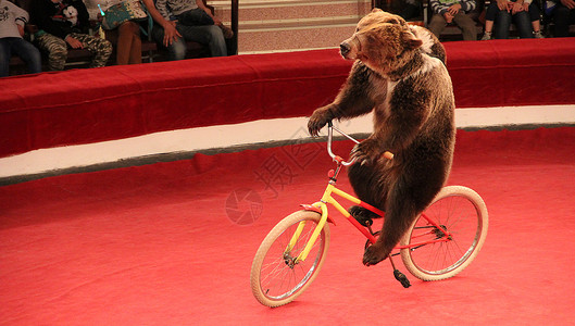 熊表演骑术循环训练有素的熊在马戏团骑自行车在马戏团骑自行车有趣的熊骑自行车在马戏团竞技场周围与训练有素的熊一起在马戏团表演训练有素的熊背景