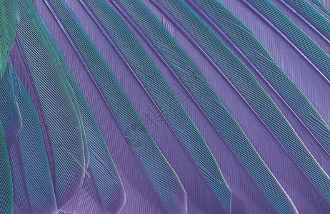 玄凤毫不费力凤头鹦鹉削片美丽的巨型鹦鹉羽毛结构图案布局背景设计图片