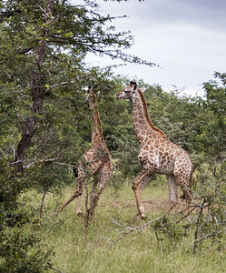 林奈吃脖子两只长颈鹿在非洲南部的Kruger公园开始跑步在野外露营图片