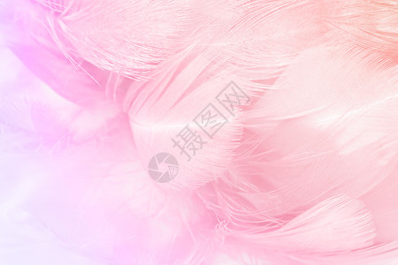 质地柔软的鸡羽毛纹理背景色态变化图案背景孔雀高清图片