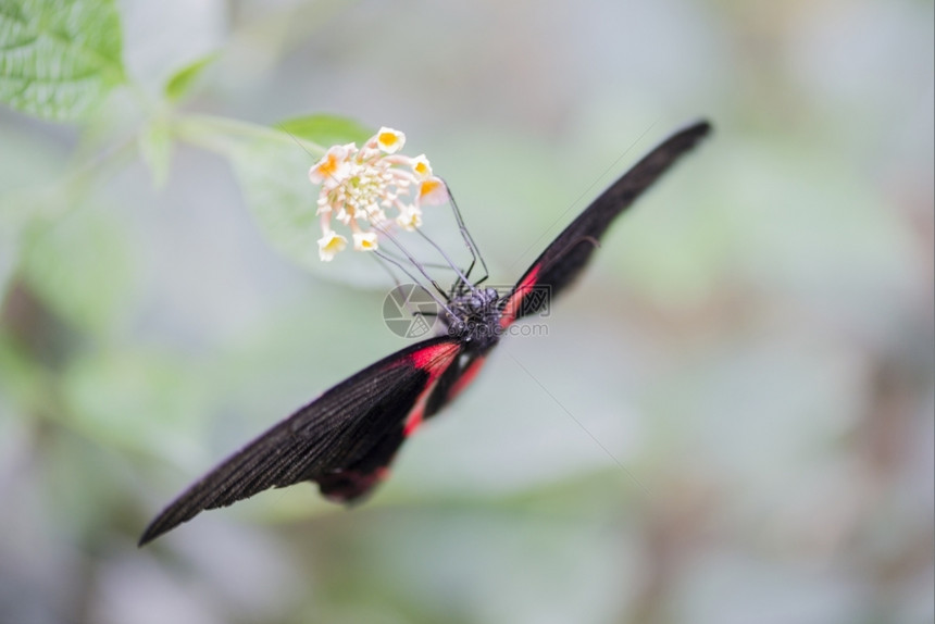 美丽猩红色的摩门教徒Papiliorumanzovia栖息在墙上蝴蝶夏天图片