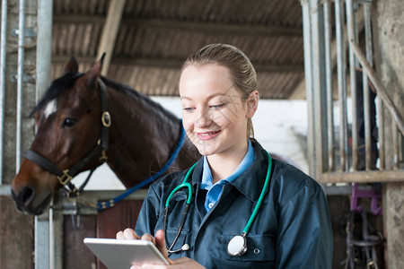 关怀农场外科医生使用数字石板在稳定状态下检查马匹的女食水图片