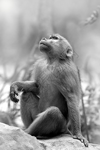 野外哈马德里亚斯的肖像生态猿一种图片