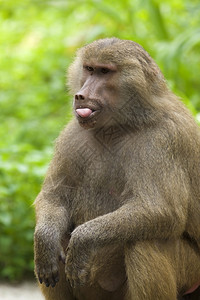 苹果浏览器猴野外哈马德里亚斯的肖像保护图片