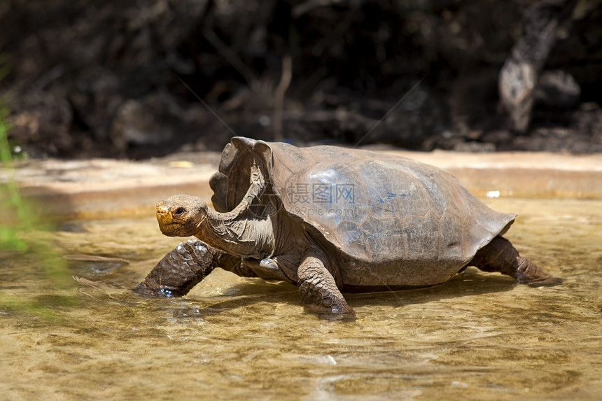 动物群老的加拉帕戈斯海龟在水中漫步圣克鲁斯加拉帕戈巨大的图片