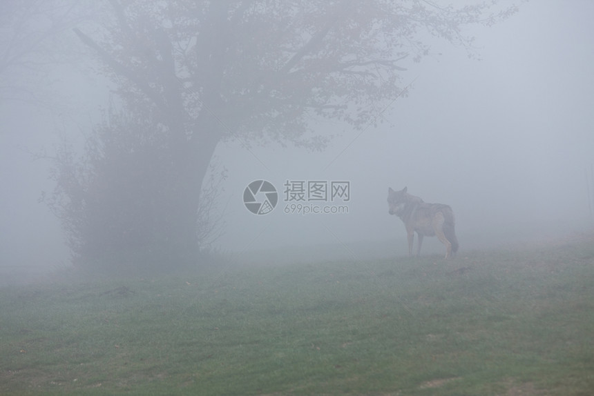 凶猛的秋天欧洲灰狼在雾的森林中走去欧洲狼毛皮图片