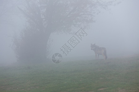 凶猛的秋天欧洲灰狼在雾的森林中走去欧洲狼毛皮图片
