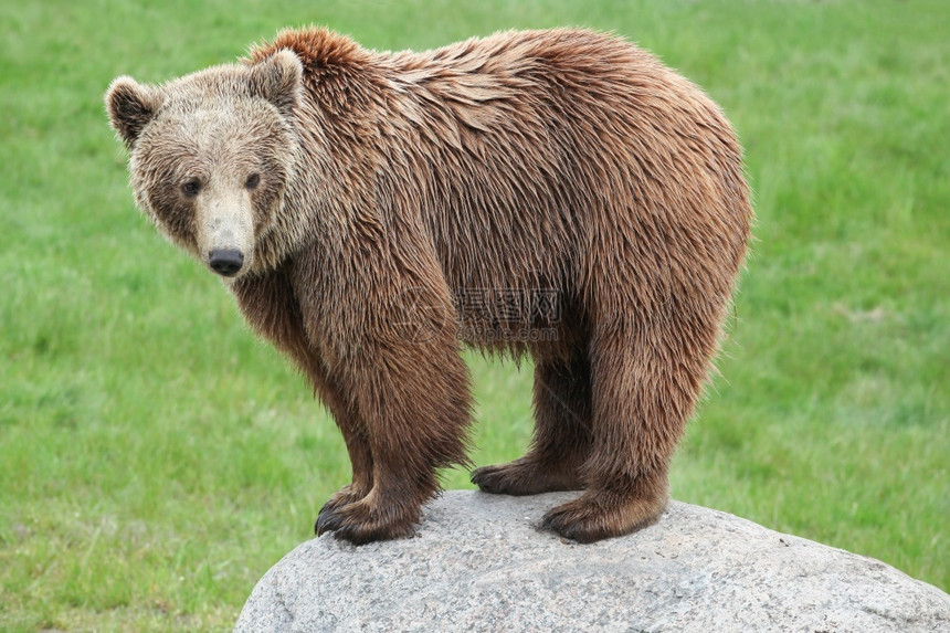 有趣的肉食动物棕熊在岩石上动物图片